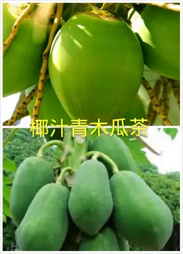 【原來椰子水與青木瓜茶這麼強】，【治尿酸】、【痛風與胃痛】都這麼有效！！