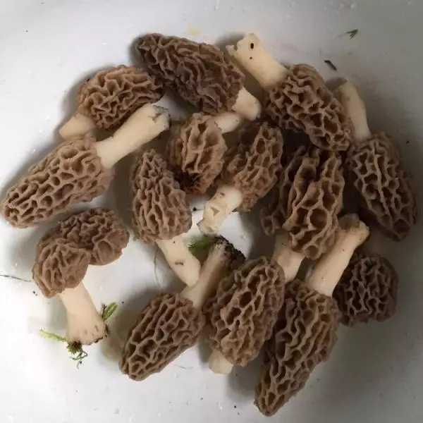 美國蘑菇morel mushrooms