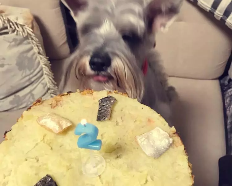 狗蛋糕?