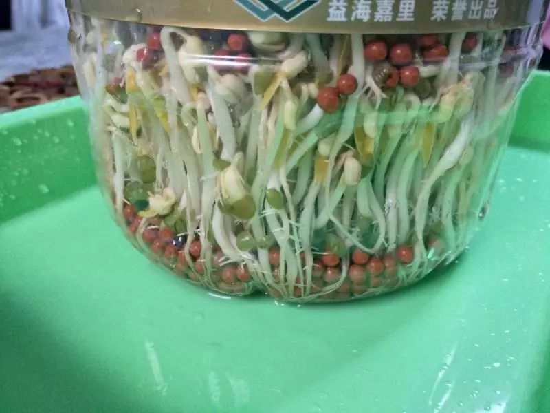 自製綠豆芽