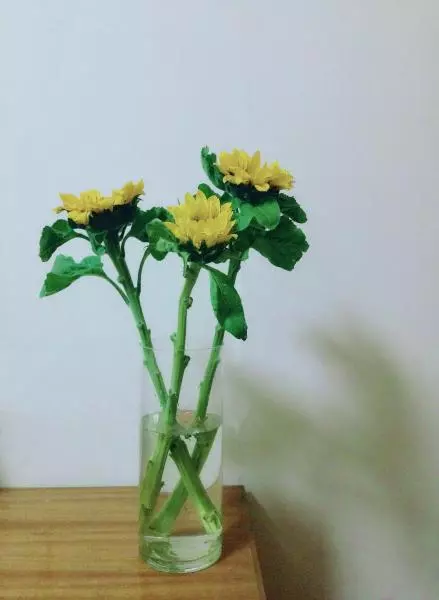 我的心裡，種了一株向日葵。
