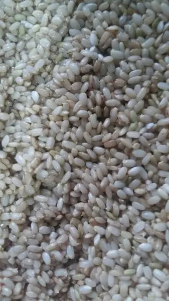 糙米發芽飯