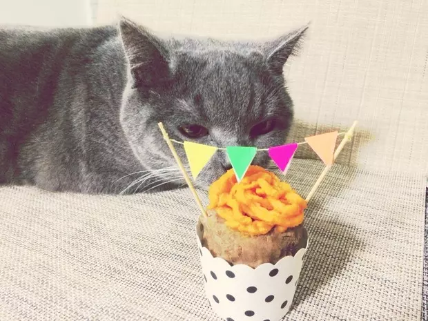 猫咪capcke庆祝蛋糕