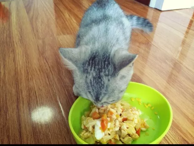 鸡肉蔬菜猫饭
