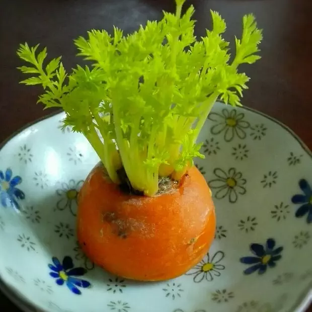 胡蘿蔔小盆栽