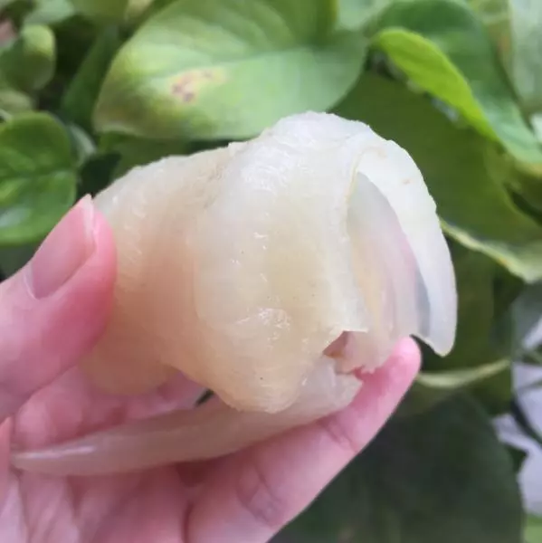 尖尾鰵魚膠（花膠）泡發和燉法