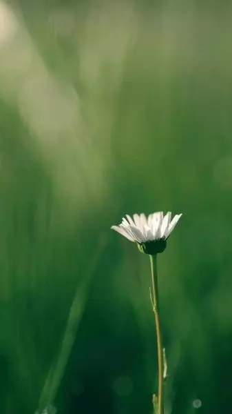 梅乾菜炒苦瓜