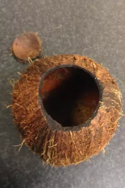 敲开椰子的外壳