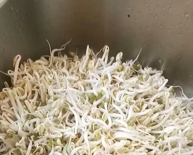 自製綠豆芽