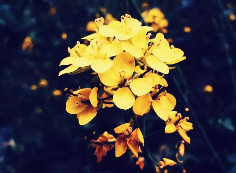 香椿芽水饺