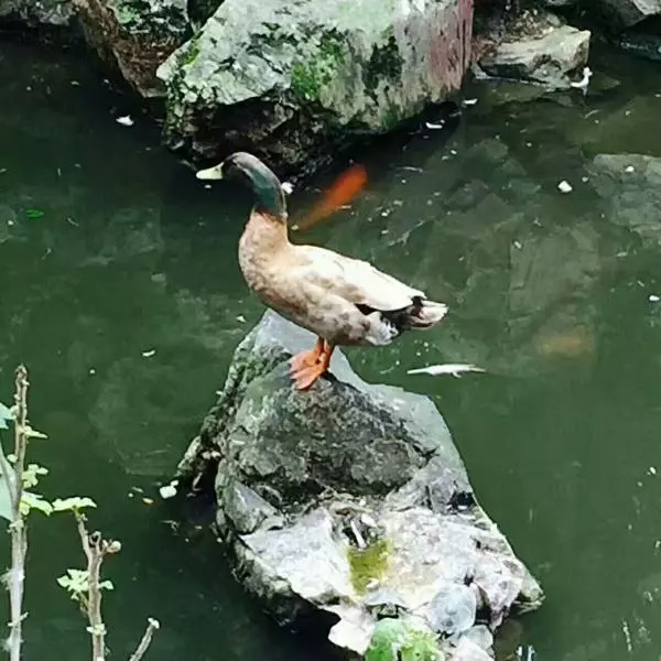 姜母鸭