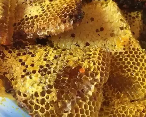 无量山野生蜂蜜和核桃