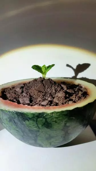西瓜盆栽