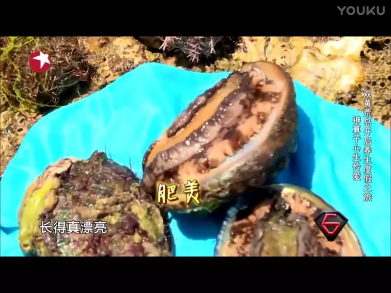 貴婦鮑魚