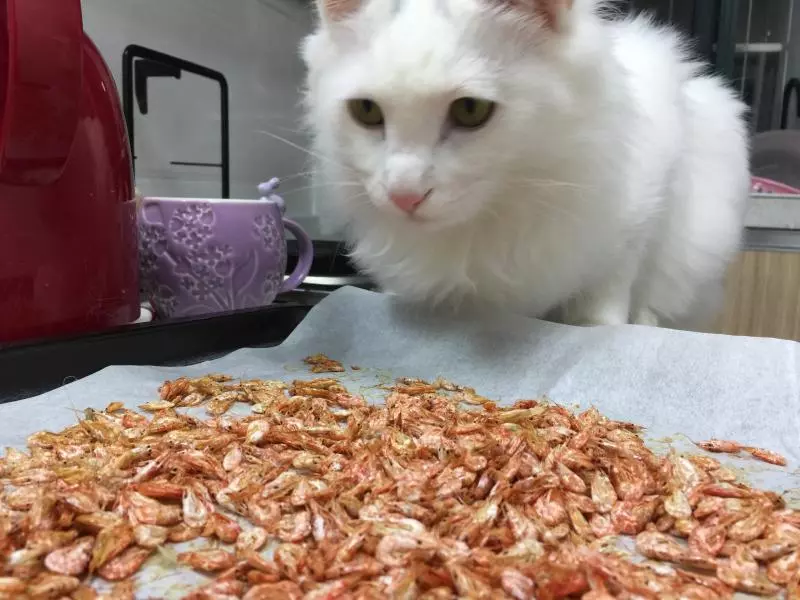 #猫饭#猫粮里的奇趣虾干