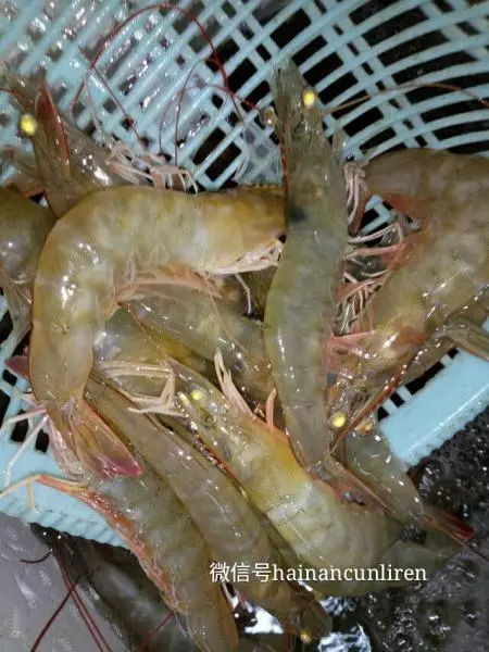 老渔民教你如何辨别软脚虾和硬壳虾