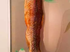 自制腊鱼
